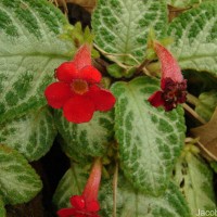 Episcia reptans Mart.